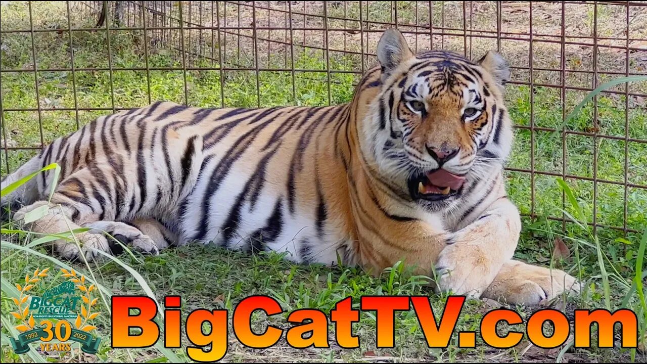 Big Cats VS Chocolate Flavored Flea Meds