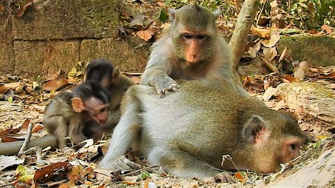 Funny Animals, baby cry. #9#Love animals.
