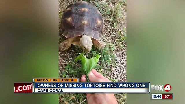 Pet Tortoise goes missing