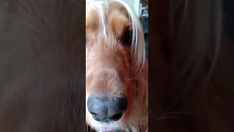 #dogshow , #animals , #dogs , #shorts