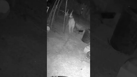 Maremma pup is so calm and getting used to his routine. Farm cam