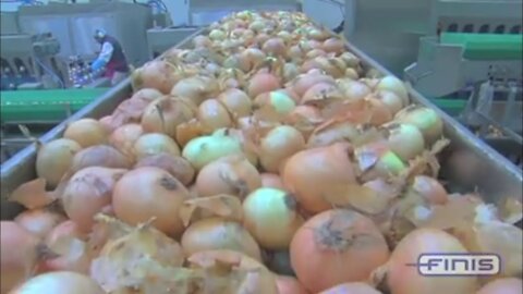 ONION PRODUCTION PROCESS [ Automated production line with high technology machines]