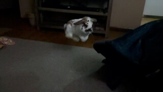 Bunny jumps <3