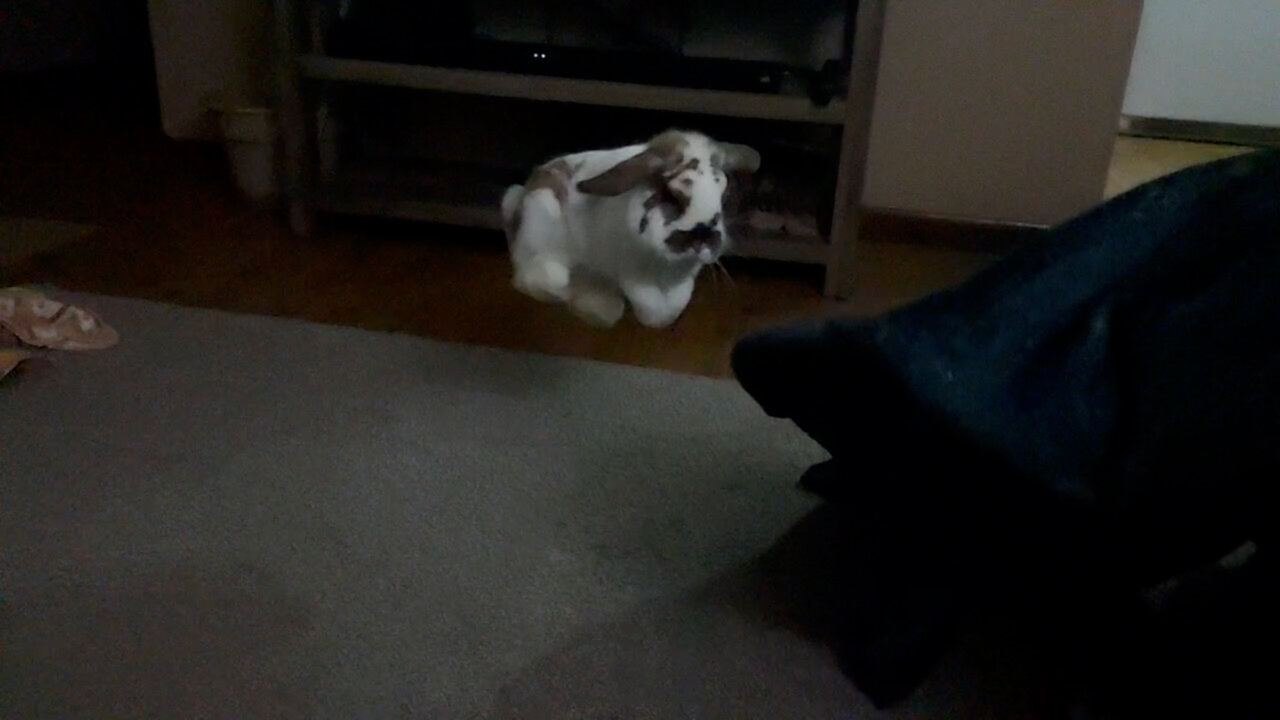 Bunny jumps <3