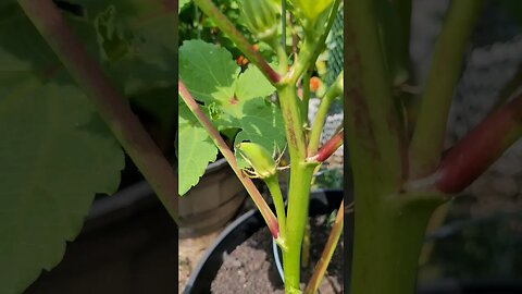 Okra Reveal