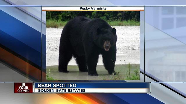 Large bear spotted in Golden Gate Estates