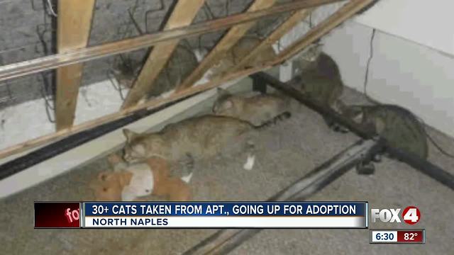 More than thirty cats rescued from one bedroom apartment