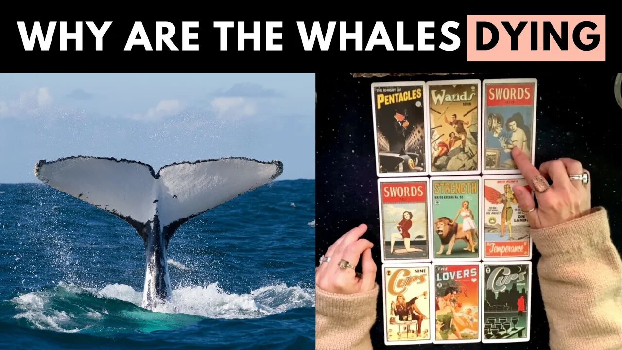 What's Really Behind Why We're Losing Whales - Tarot Card Reading