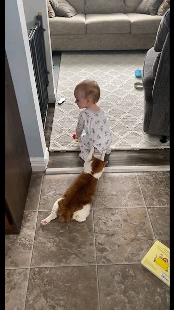 Cat and baby , best friends
