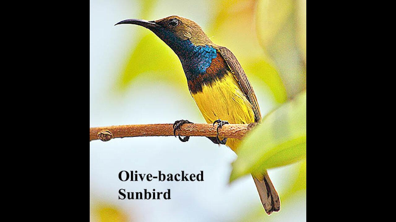 Olive-backed Sunbird bird video