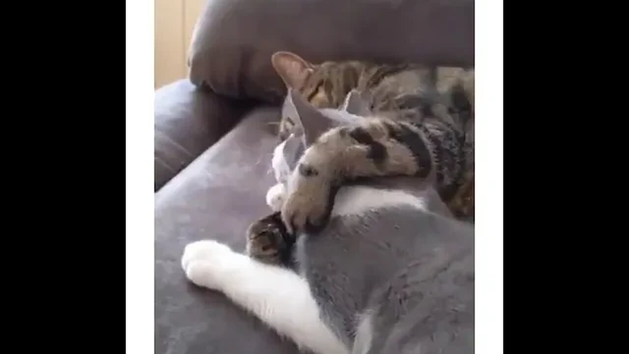 PLAYING CAT VIDEO MEAWWW