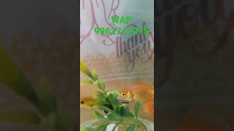 Flipper series Goldfish platy bowl without air pump##shorts