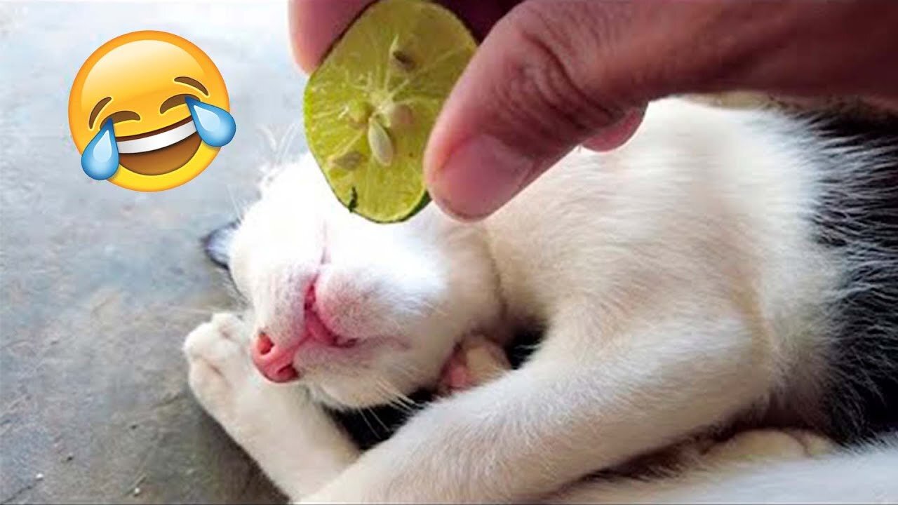 Funny Animal Videos 2022 😂 - Funniest Dogs And Cats Videos