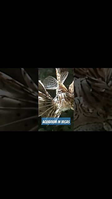 Aquarium in Vegas #shorts