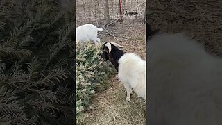 She’s Pregnant! #shorts #goats #farm