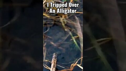 I Tripped Over An Alligator