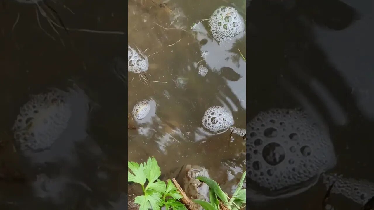 When the water in the stream falls, it will be necessary to rescue the fish #slovenia #floods