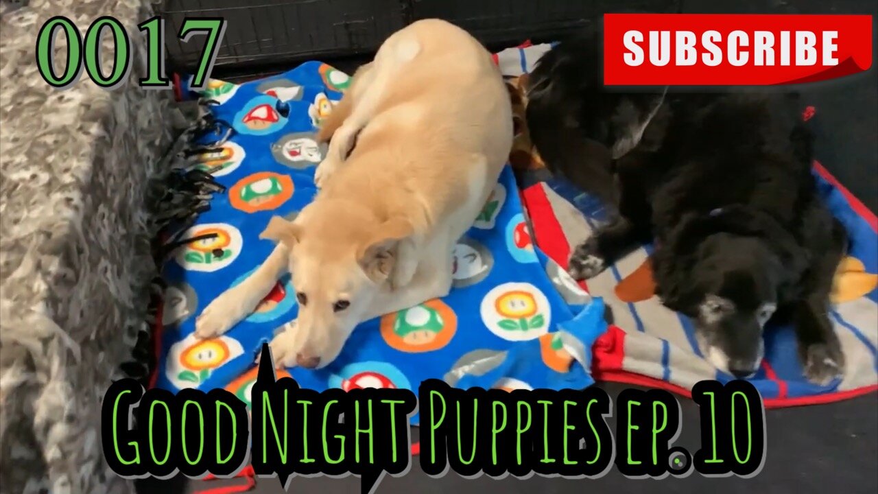 the[DOG]diaries [0017] Good Night Puppies - Episode 10 [#dogs #theDOGdiaries]