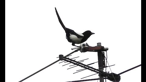 Magpie equilibrist