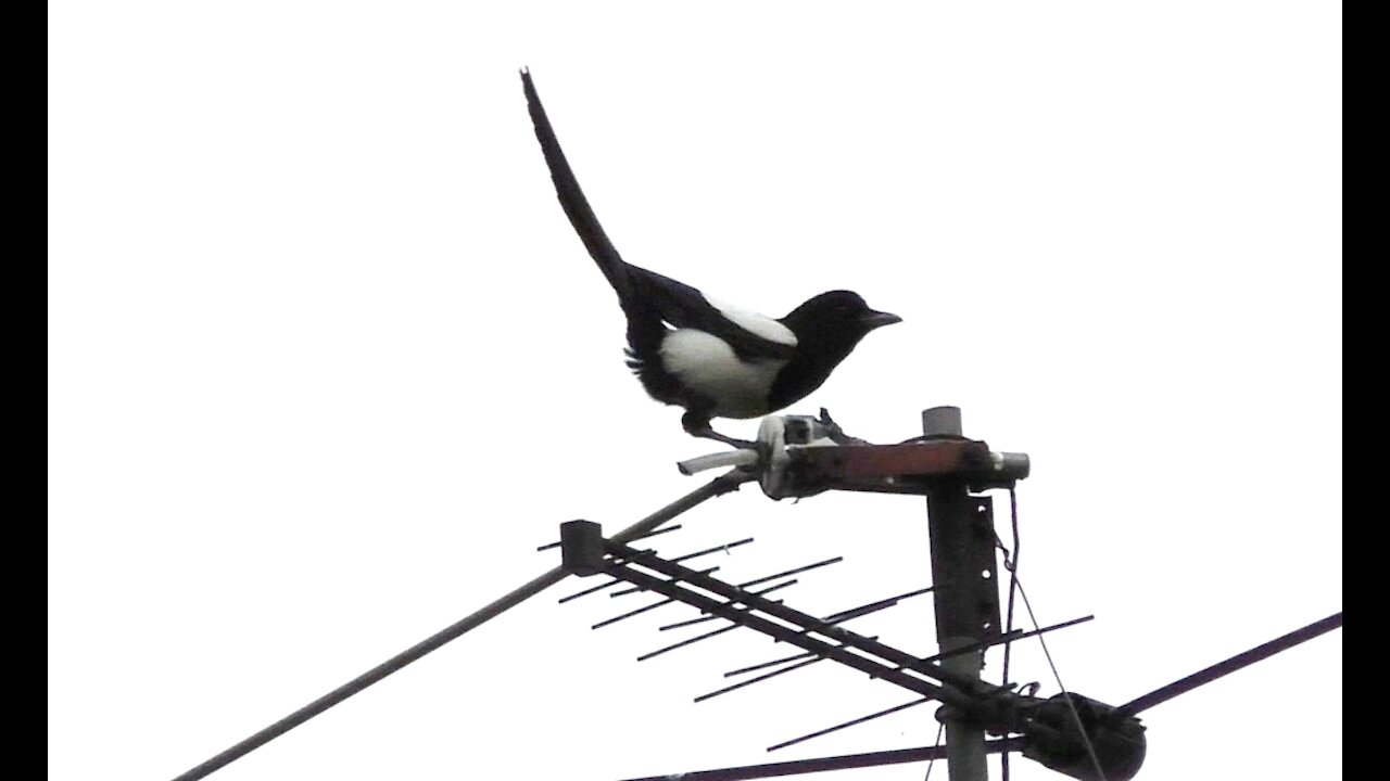 Magpie equilibrist