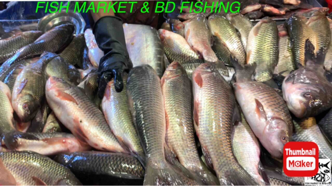 Amazing fish | Fish market |sea fish | River fish | seafood | Fish cutting videos