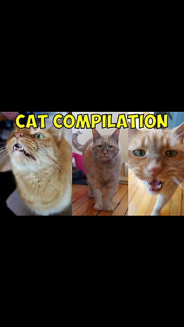 Ginger Cats are Funny Compilation