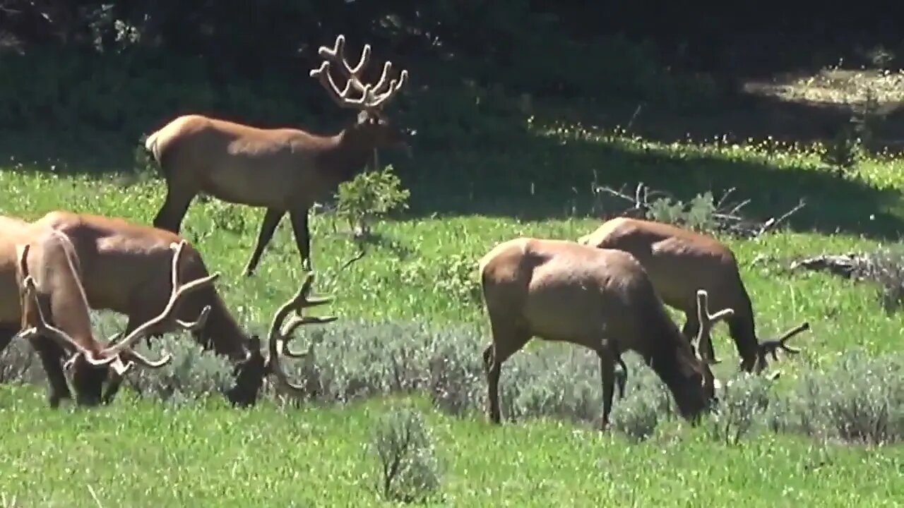 Wait for it. . .The big one! VELVET MANIA VIDEO 10 BULL ELK!