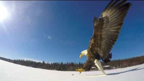 Aquila testabianca cattura un pesce