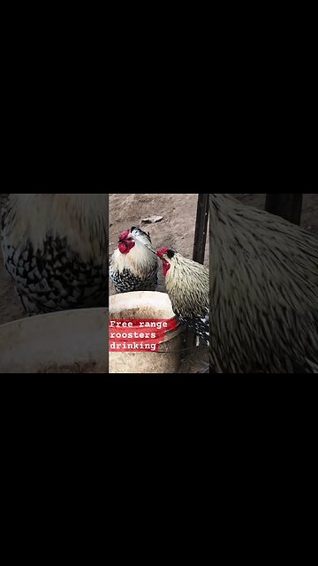 Free range roosters drinking