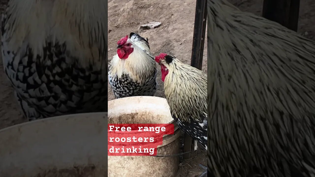 Free range roosters drinking