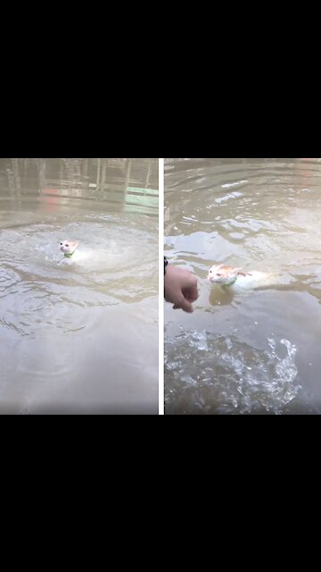 Funny Swimming Cat