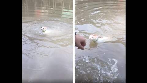 Funny Swimming Cat