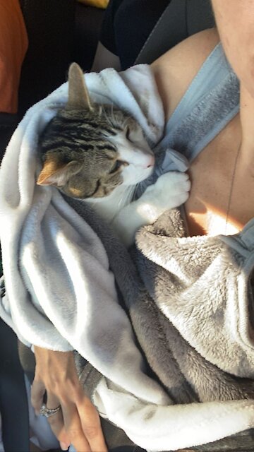 A cat slept in a car