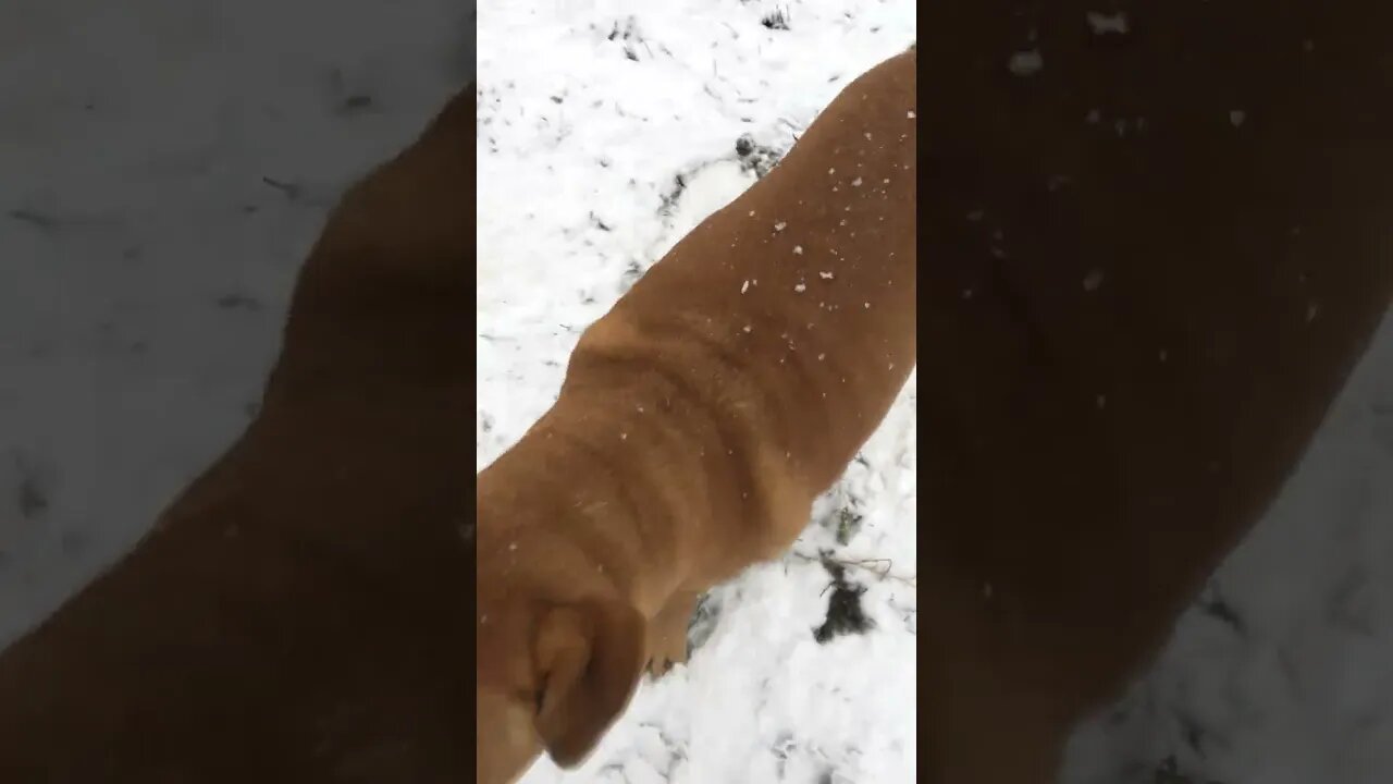 Old Fat Al the Rescue Mutt Loves The Snow