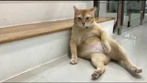 Laiska kissa makaa oudossa asennossa