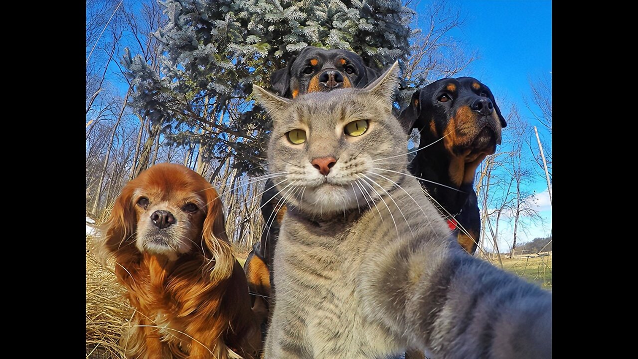 dogs and cats will make you laugh all day