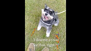Getting Used to Being Off Leash-ish