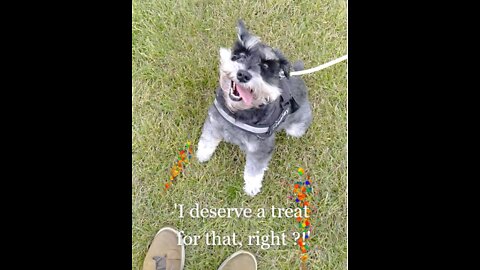 Getting Used to Being Off Leash-ish