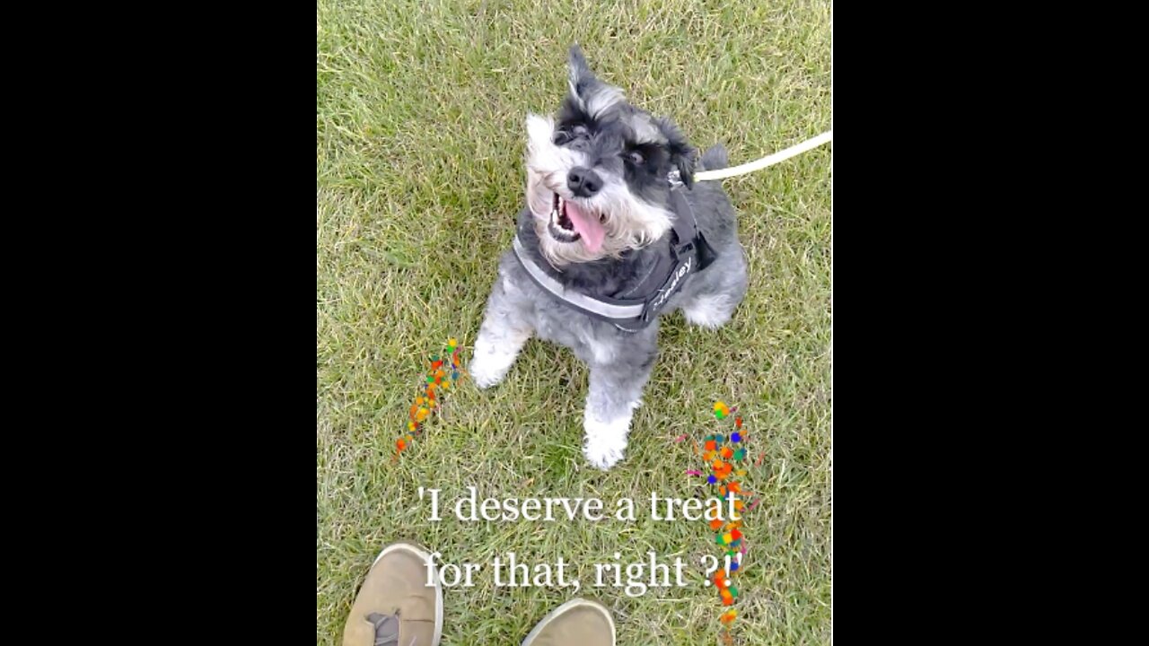 Getting Used to Being Off Leash-ish