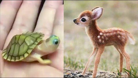 Cute baby animals Videos Compilation cute moment of the animals - Cutest Animals #babies #cats