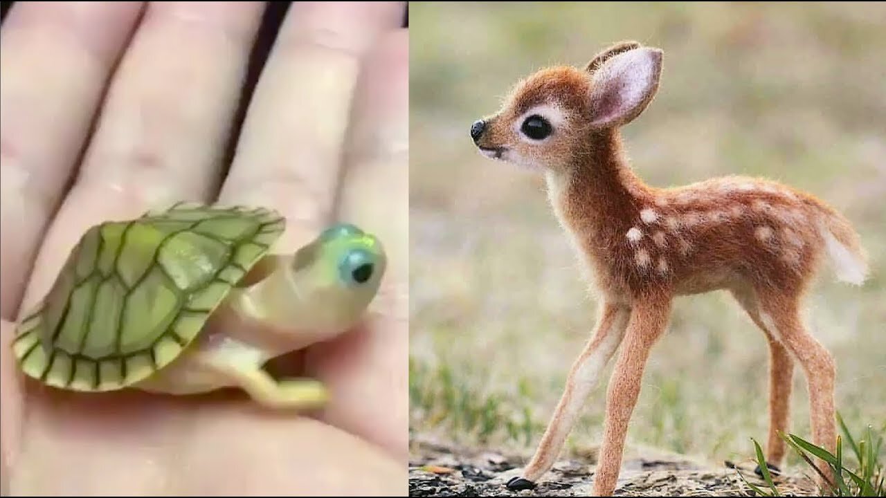 Cute baby animals Videos Compilation cute moment of the animals - Cutest Animals #babies #cats