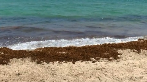 Sargassum seaweed piled high on local beaches