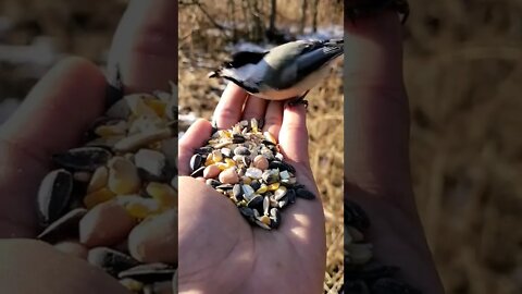 Waw Birds🦃🦜 taken food what a Beautiful moments #shorts #Youtubepets&_animals#Beautifulbird