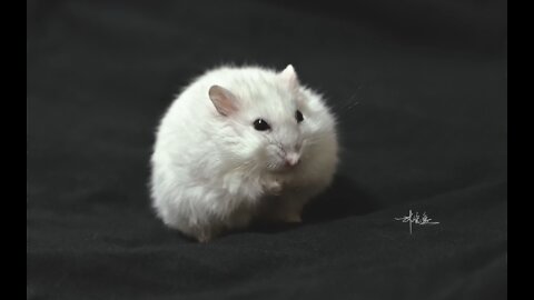 Hamster taking a bath escalated slow motion