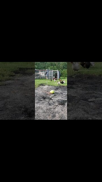 Snack Time #chickens #chickenshorts #chickenlife