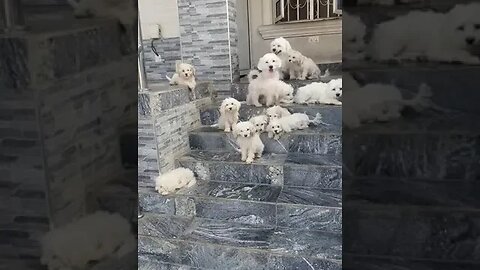 Most Adorable video on the internet. #shorts