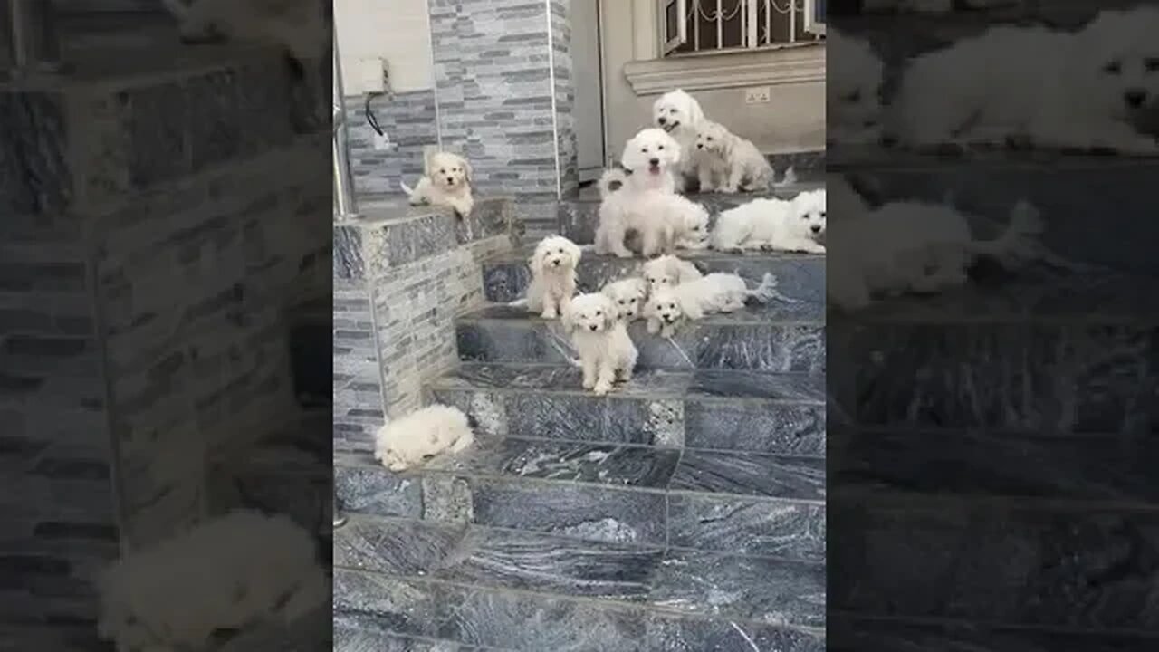 Most Adorable video on the internet. #shorts