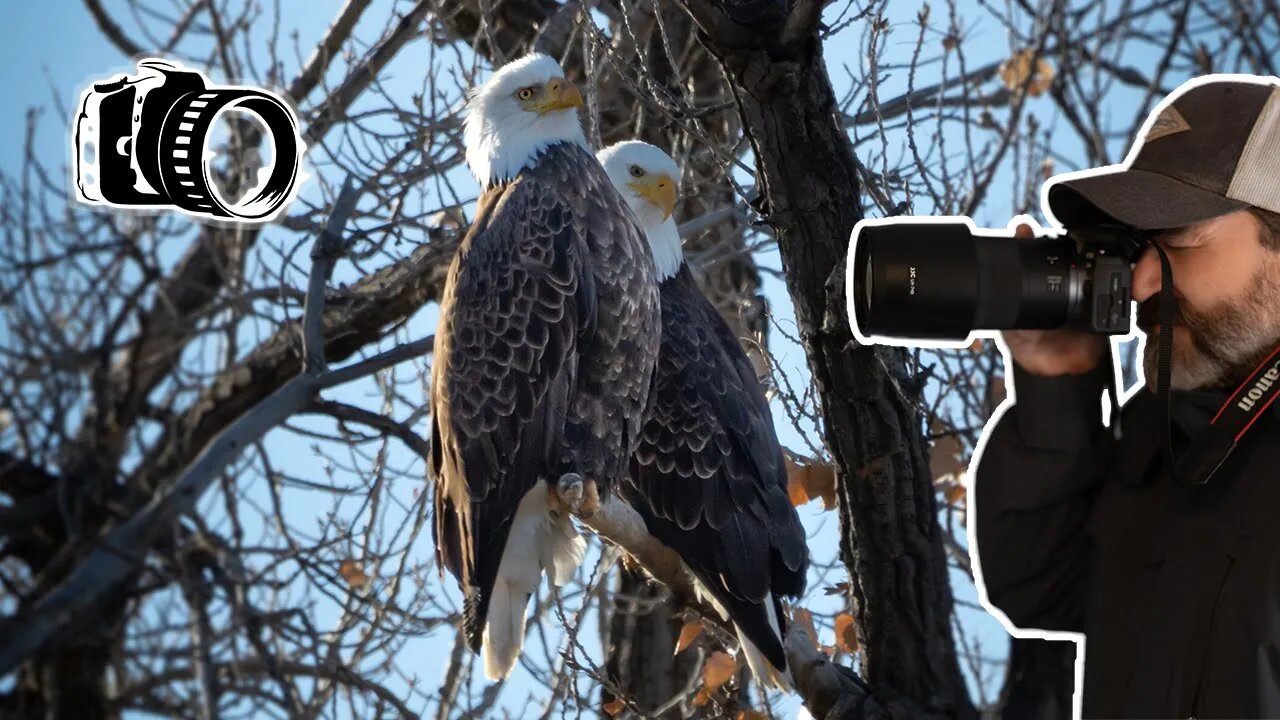 Bald Eagles Photography and Video - Canon R10