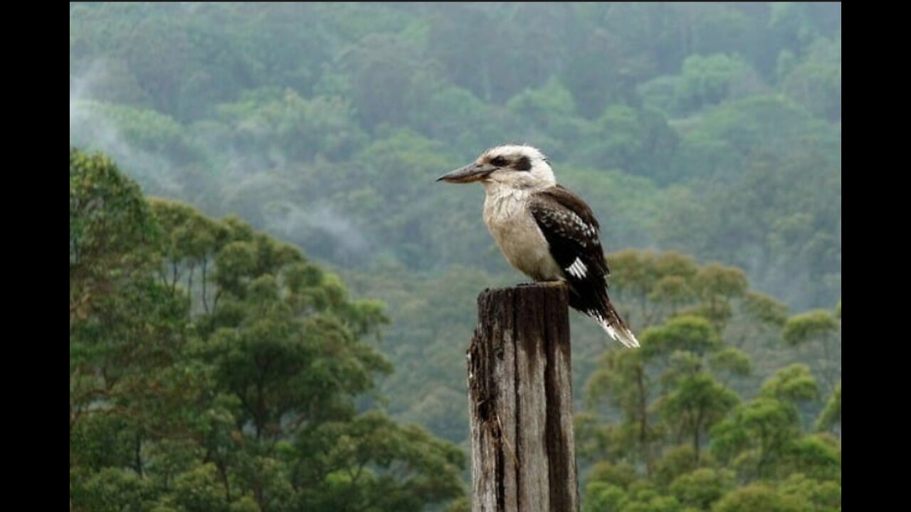 Kookaburra takes the dog's bone.