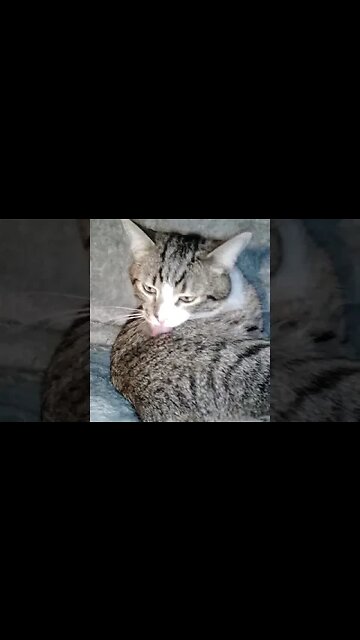 Cute Cat with Diamond Eyes #shorts